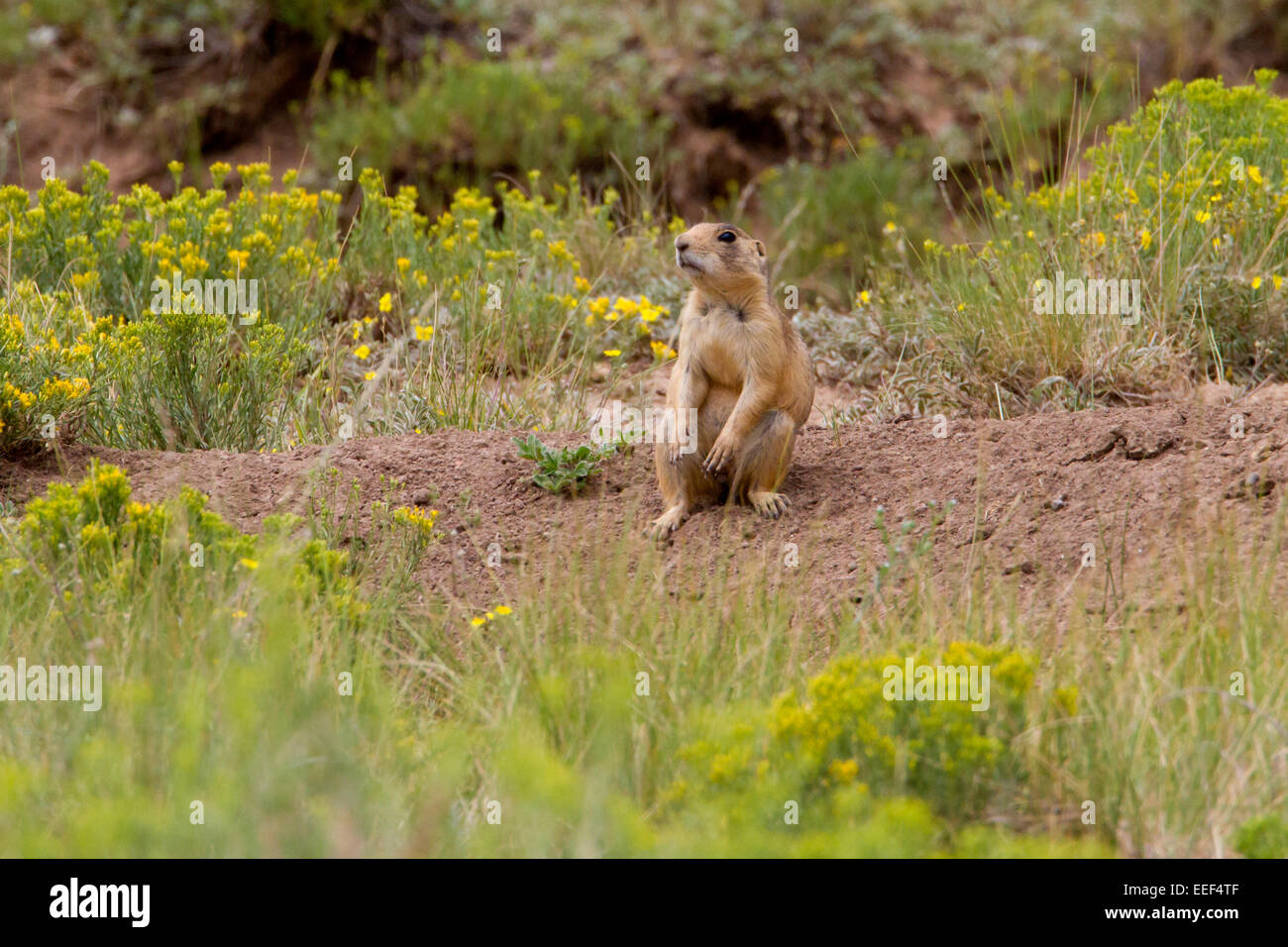 Utah Prairie Dog (Cynomys parvidens) in a meadow at Bryce Canyon National Park, Utah, USA in July Stock Photo