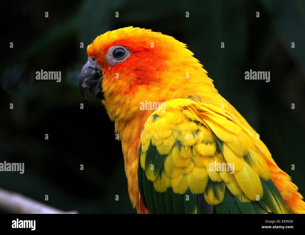 South American Sun Parakeet or Sun Conure (Aratinga solstitialis) Stock Photo