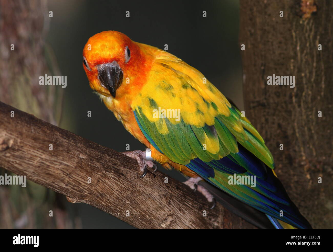 South American Sun Parakeet or Sun Conure (Aratinga solstitialis) perched on a branch, seen in profile Stock Photo