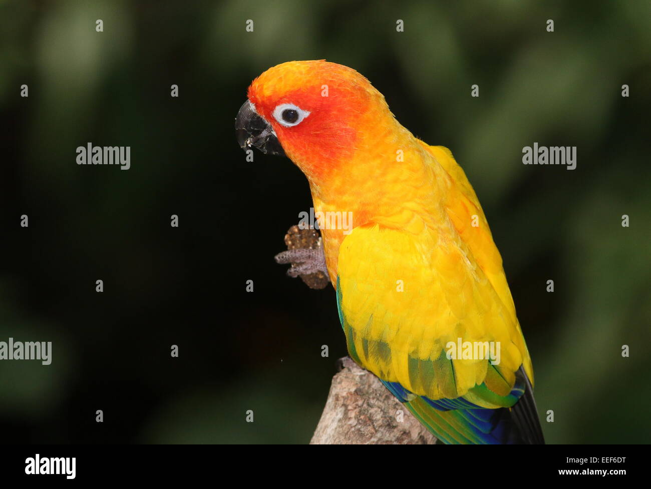 South American Sun Parakeet or Sun Conure (Aratinga solstitialis) feeding Stock Photo