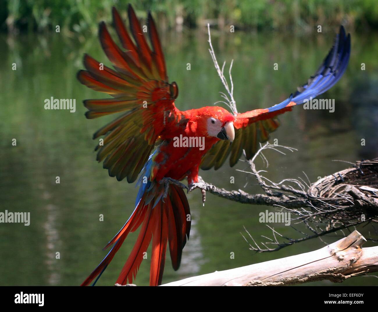 South American Scarlet macaw (Ara macao) with spread wings landing on a branch Stock Photo