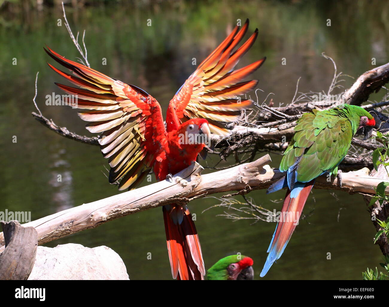 South American Scarlet macaw (Ara macao) with spread wings landing on a branch, a Military macaw (Ara militaris) already perched Stock Photo