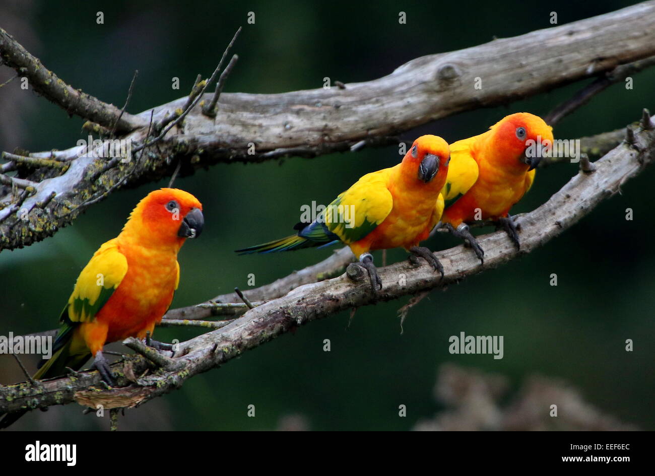 Group of three male and female South American Sun Parakeets or Sun Conures (Aratinga solstitialis) perched on a branch Stock Photo