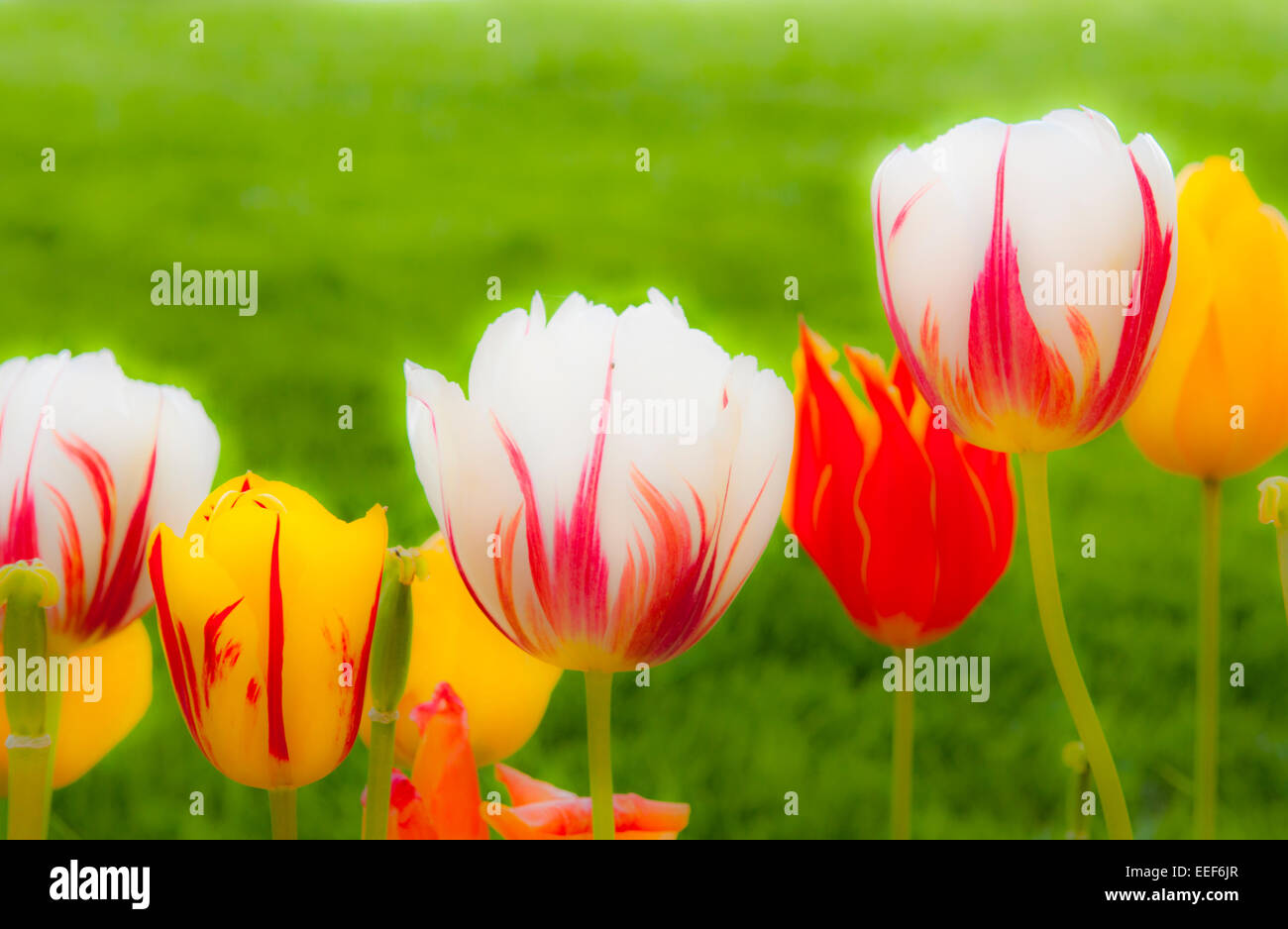 Spectacular red, white and yellow tulips Stock Photo