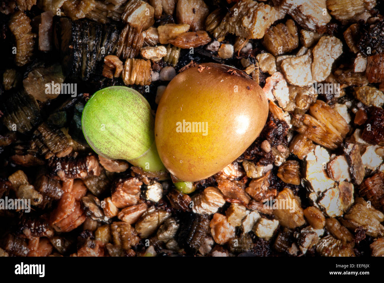 Clivia seed germination with leafl Stock Photo