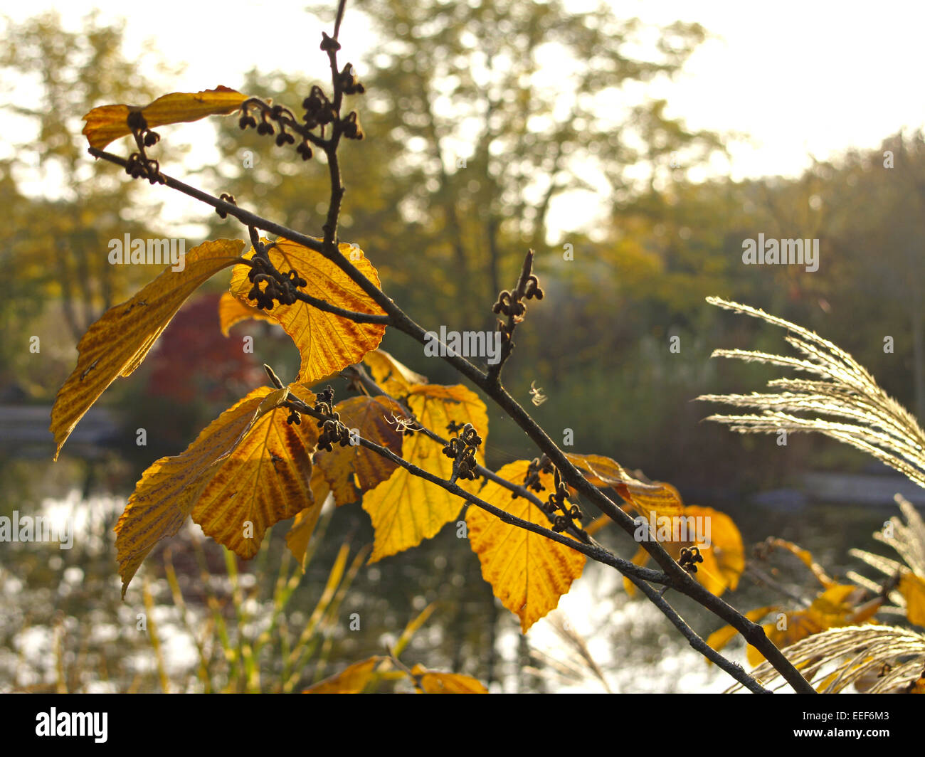 Herbst, Herbstlaub, Blaetter, Farbe, Gelb, Gruen, Jahreszeiten, Natur, Landschaft, Stimmung, Ruhe, Stille, einzeln, Menschenleer Stock Photo