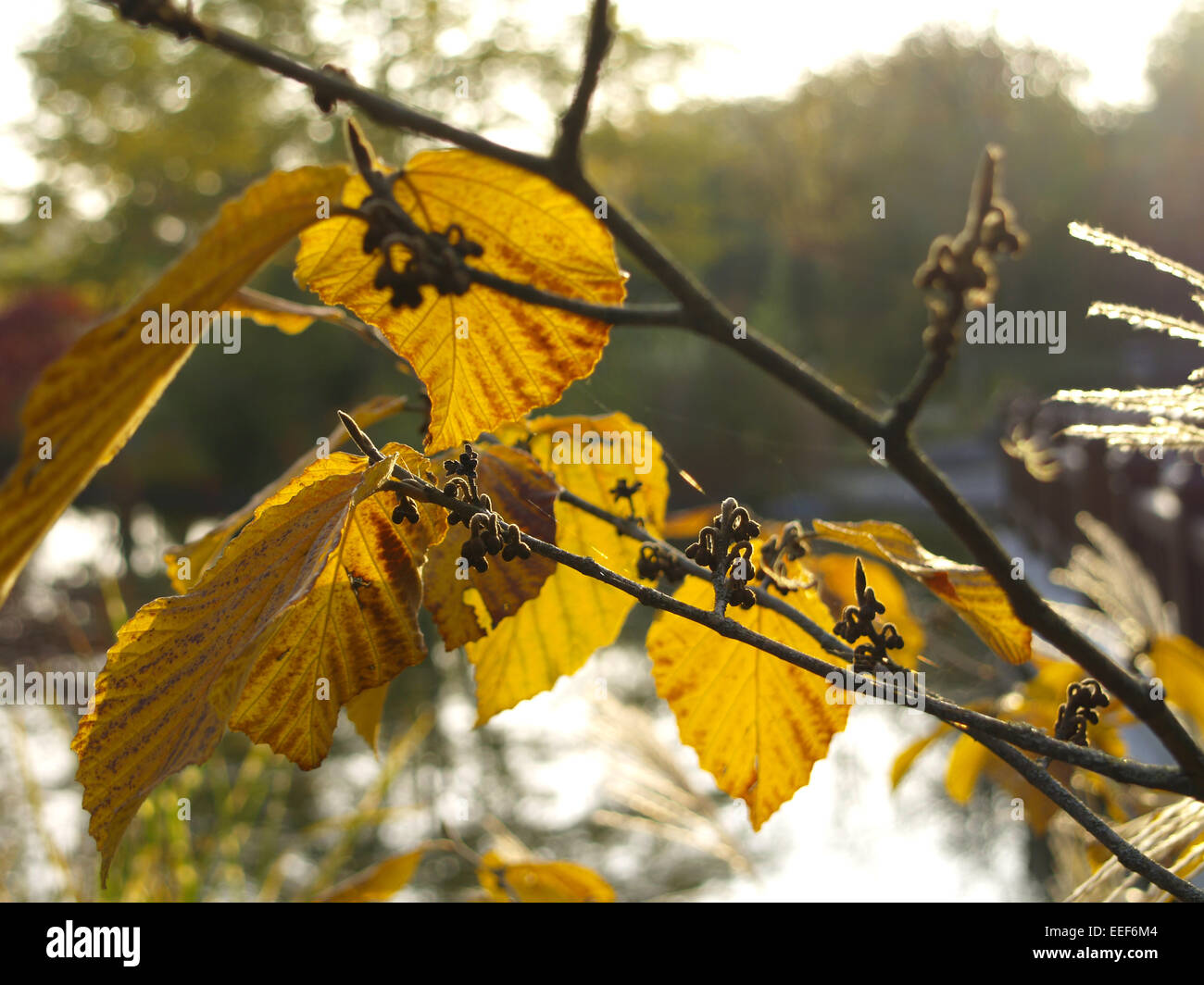 Herbst, Herbstlaub, Blaetter, Farbe, Gelb, Gruen, Jahreszeiten, Natur, Landschaft, Stimmung, Ruhe, Stille, einzeln, Menschenleer Stock Photo