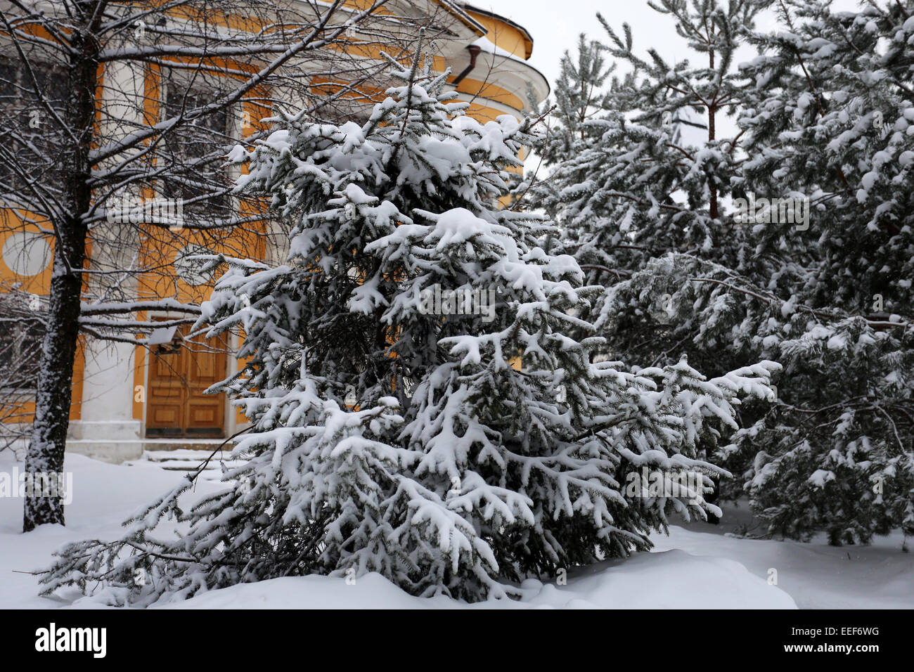 Green Christmas tree in the snow in Novospassky Monastery in Moscow Stock Photo