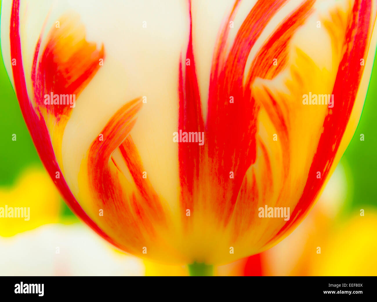 Detail of a spectacular red, white and yellow tulip Stock Photo
