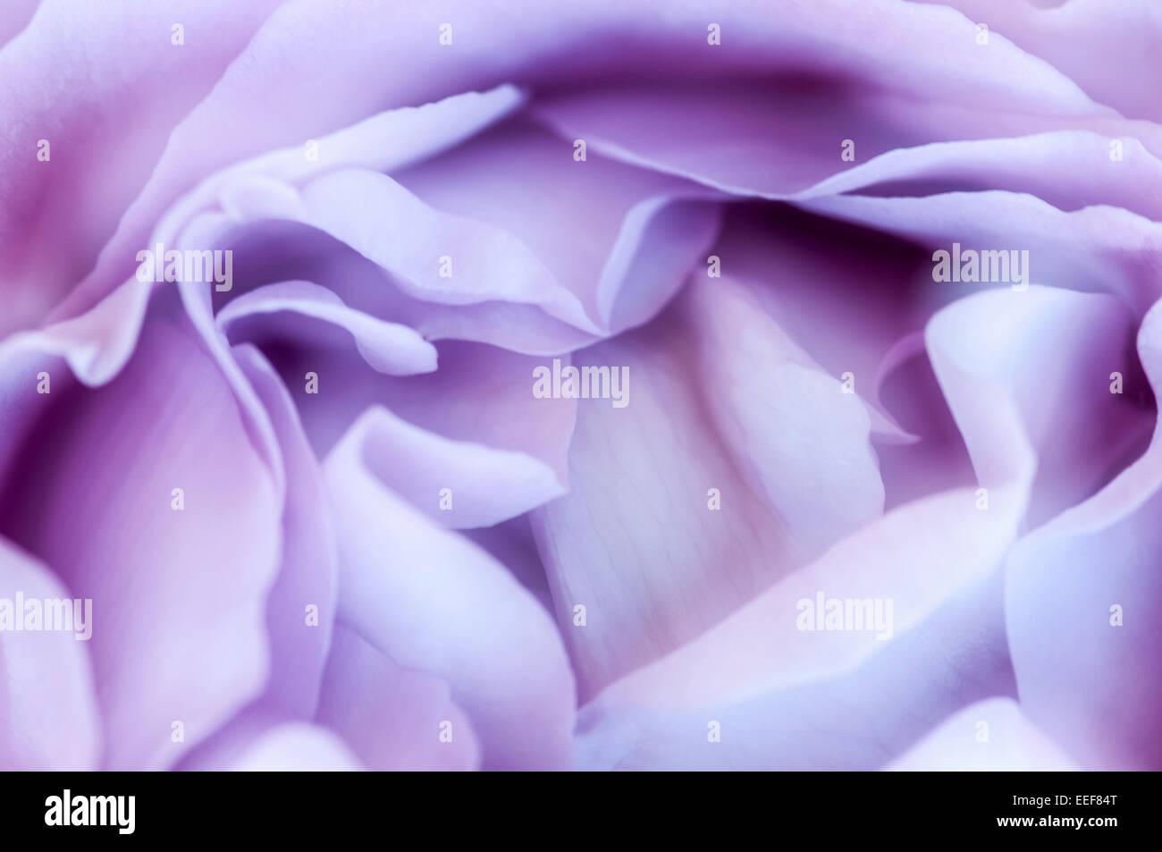 Close up image of rose petals. Abstract pattern useful for backgrounds, backdrops. A sense of purity, tranquility and beauty Stock Photo