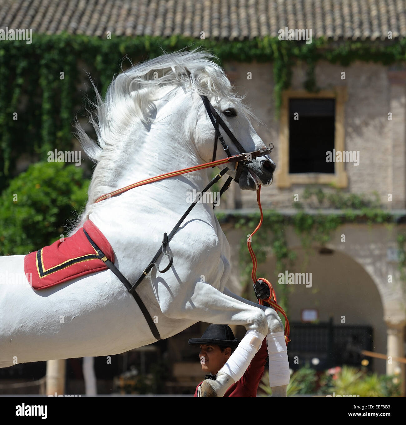Andalusian white horse in jump Stock Photo
