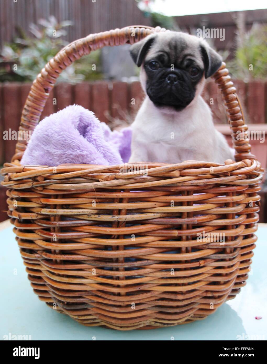 Pug ovale dog on a picnic party