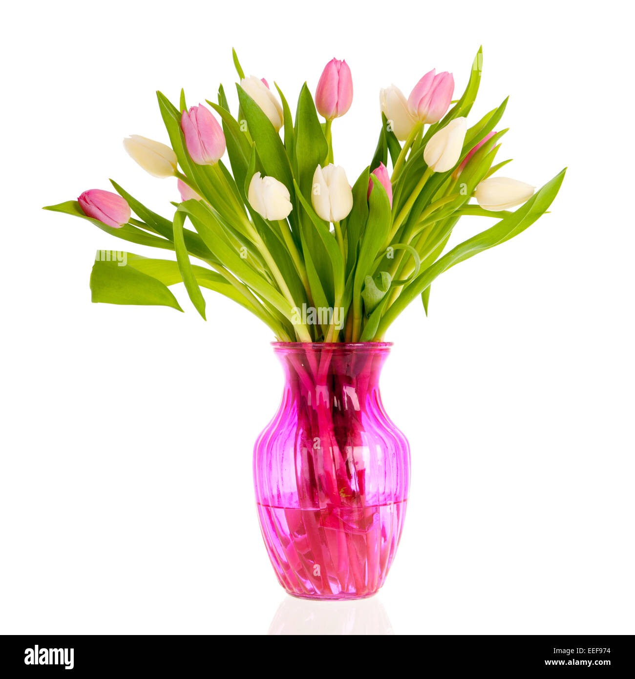 Pink and white tulips in glass vase isolated over white background ...