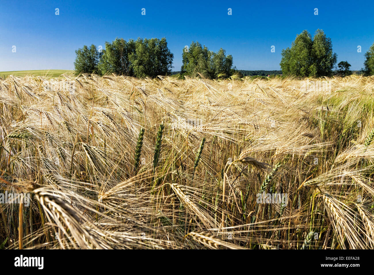 A grain field with trees and blue sky Stock Photo - Alamy