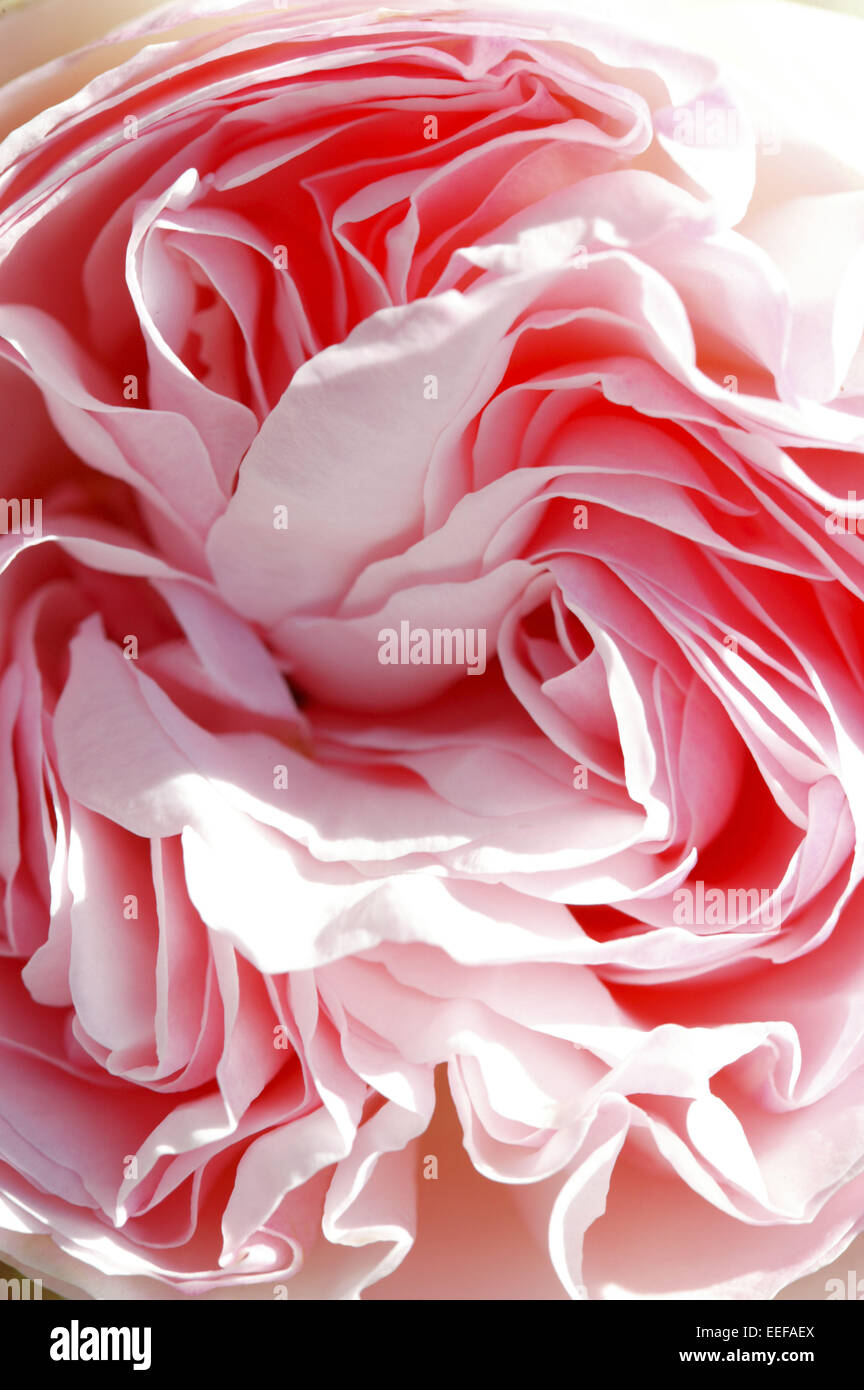 Rosa rosen hires stock photography and images Alamy