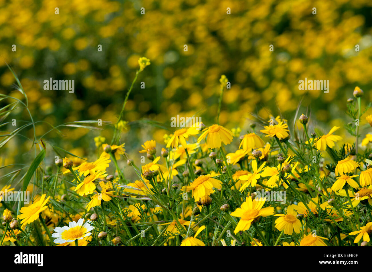 Wild flowers in full bloom in spring Stock Photo - Alamy