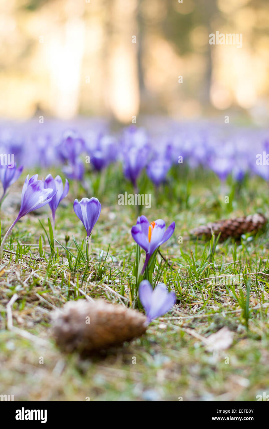 Purple crocus field. Blue crocuses. A field filled of violet (purple, blue, magenta) crocuses. Stock Photo