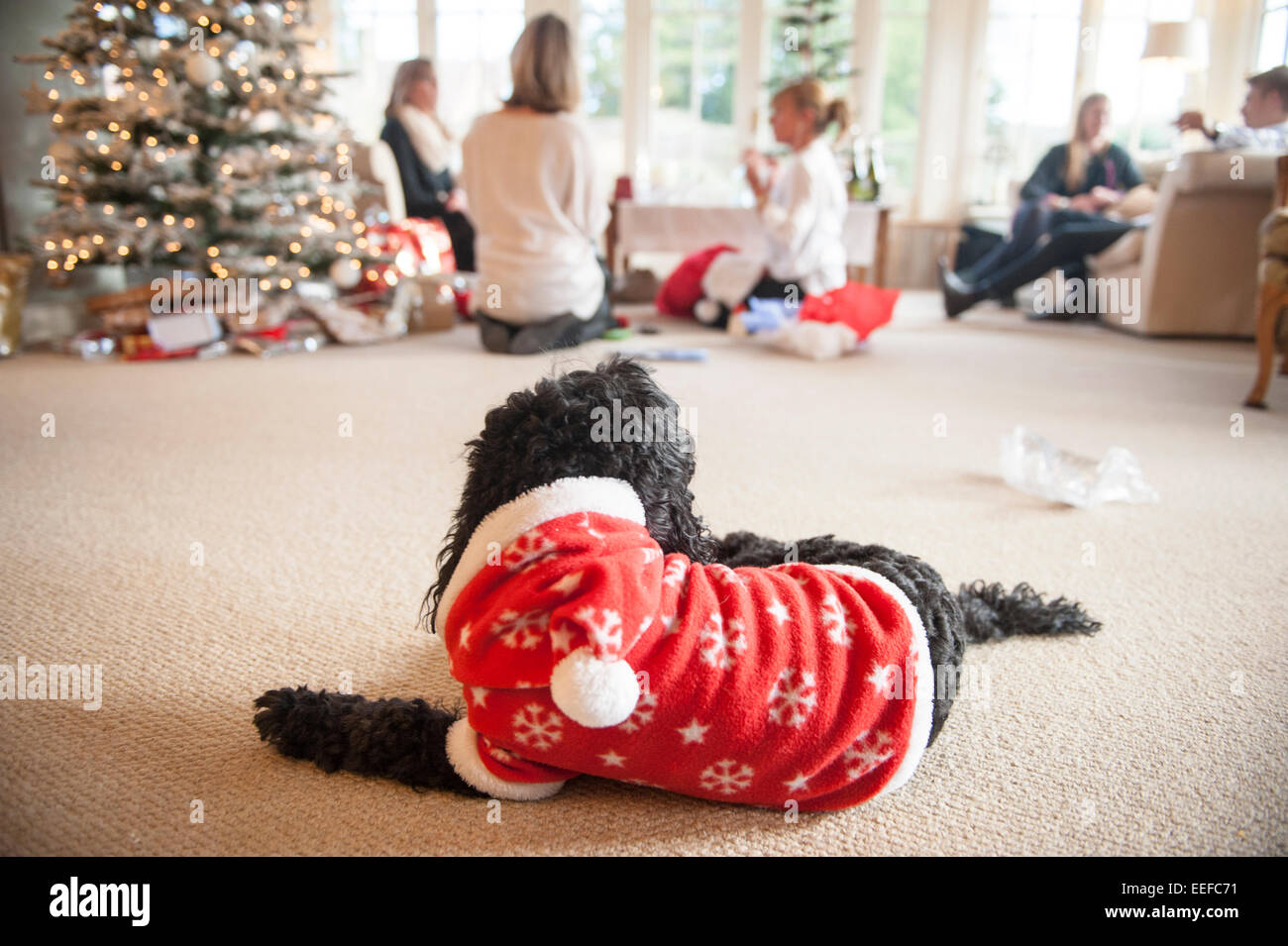 A black dog in a Christmas outfit observes the Christmas present opening and decorations by the tree. Stock Photo