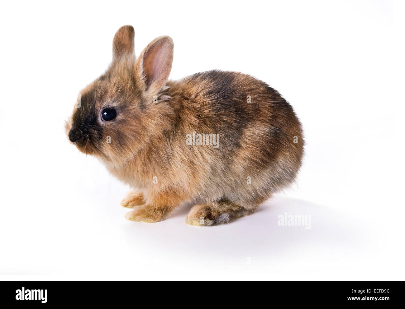 Very young little brown rabbit against a white background Stock Photo