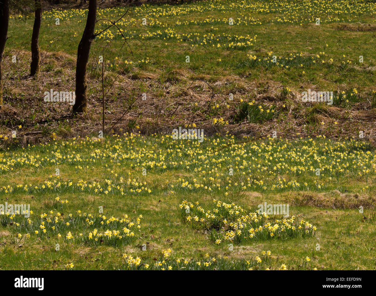 Protected wild daffodils blooming in the Eifel region in Germany Stock