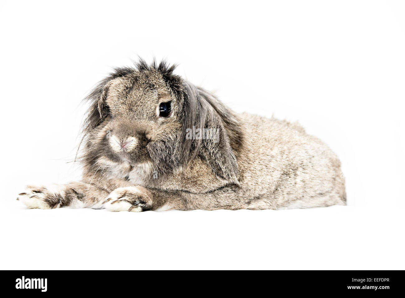 Studio photograph of a brown pet lop-eared lion-head rabbit. Stock Photo