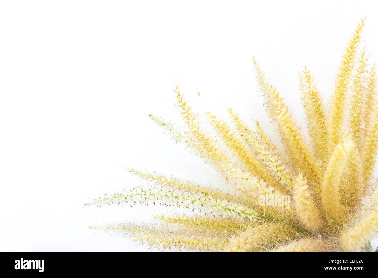 The Liliopsida, Poaceae, Weed Flowers on plain background Stock Photo