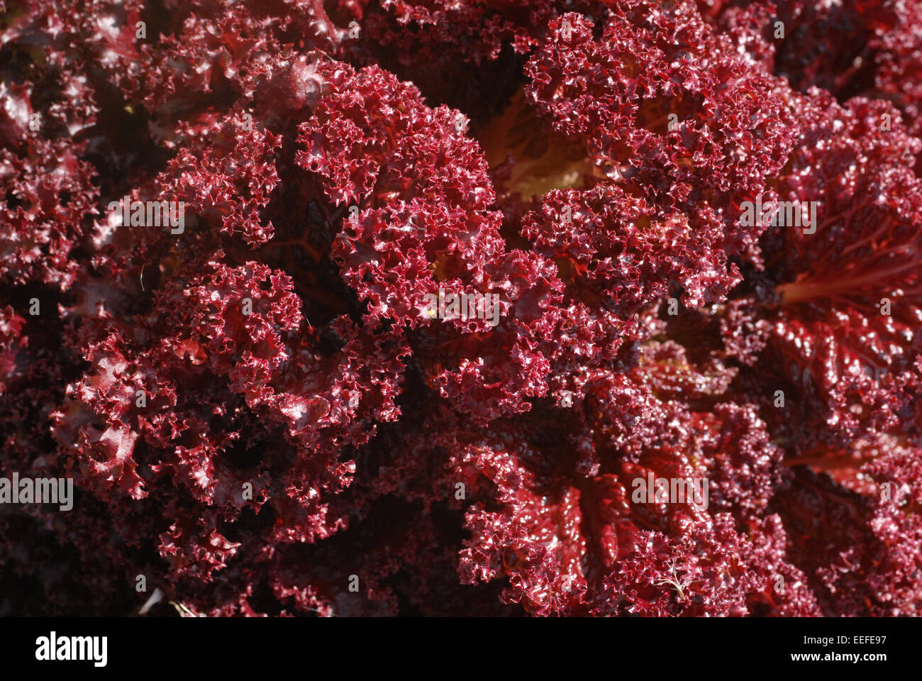 lollo rosso Stock Photo