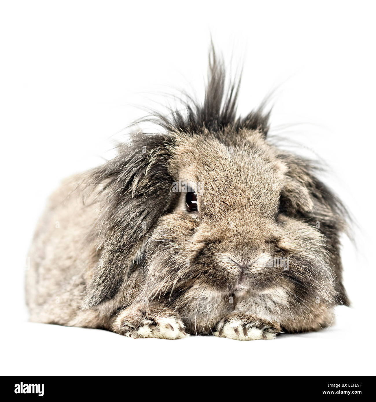 Studio photograph of a brown pet lop eared lion head rabbit Stock