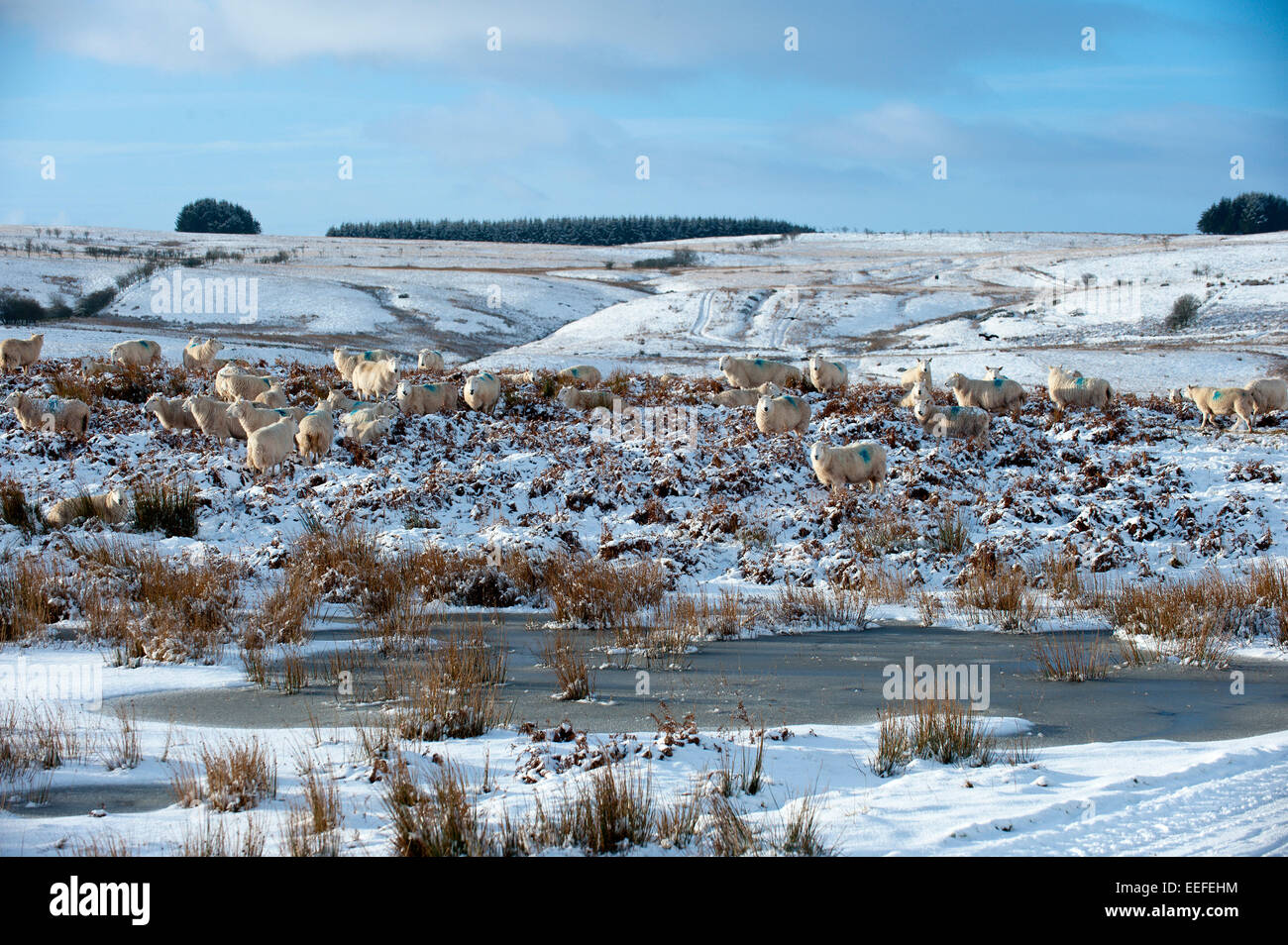 Mynydd Epynt, Powys, UK. 17th January, 2015. Sheep wait by a frozen pool for the farmer to bring food. There was an overnight snowfall on high land in Mid-Wales. Credit:  Graham M. Lawrence/Alamy Live News. Stock Photo