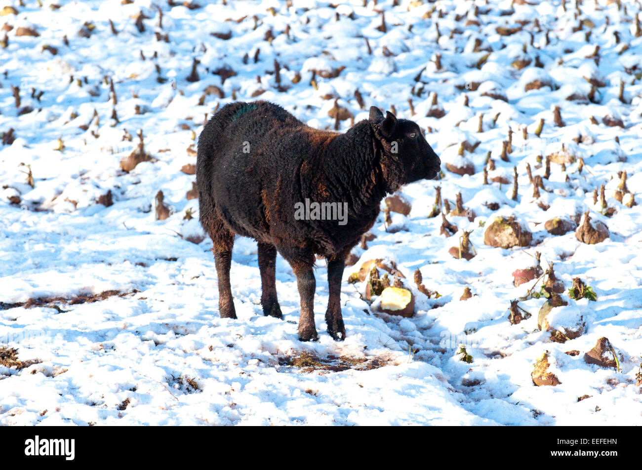 Mynydd Epynt, Powys, UK. 17th January, 2015. A black ewe stand in a beet field covered with snow. There was an overnight snowfall on high land in Mid-Wales. Credit:  Graham M. Lawrence/Alamy Live News. Stock Photo
