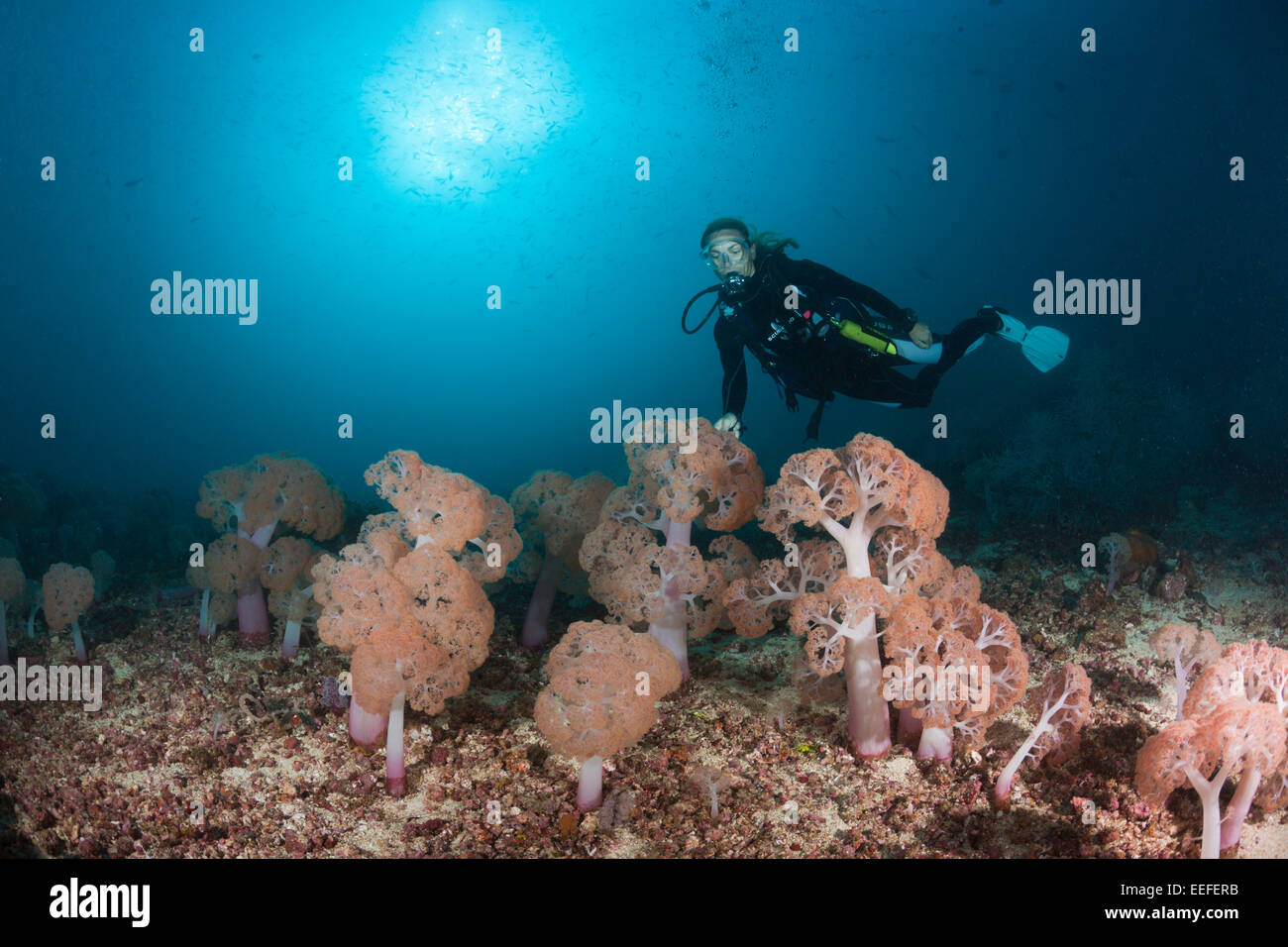 Scuba Diver and Soft corals, Umbellulifera sp., Triton Bay, West Papua, Indonesia Stock Photo