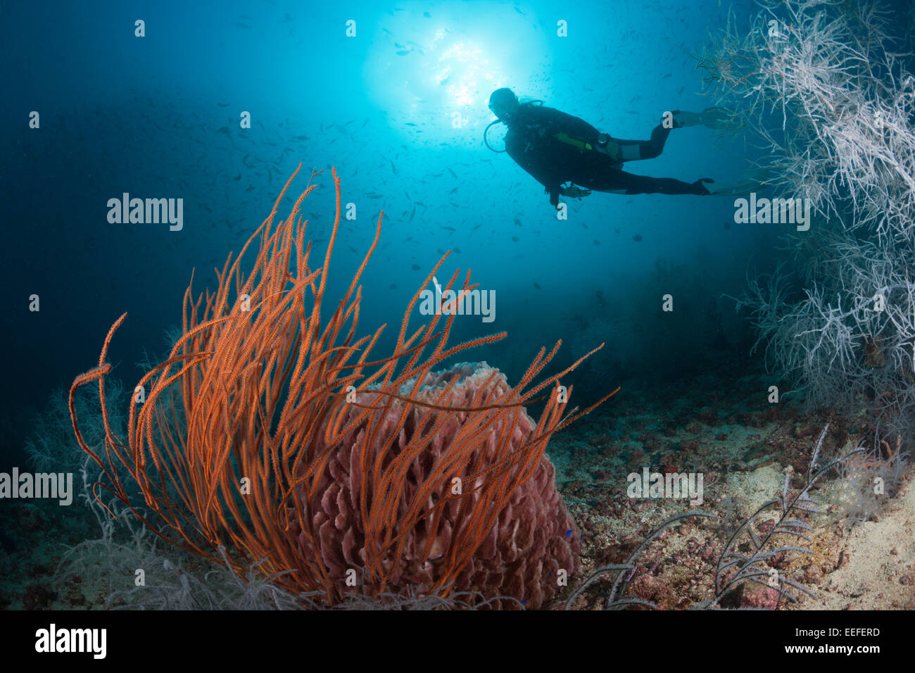 Scuba Diver and Red Whip Coral, Ellisella ceratophyta, Triton Bay, West Papua, Indonesia Stock Photo