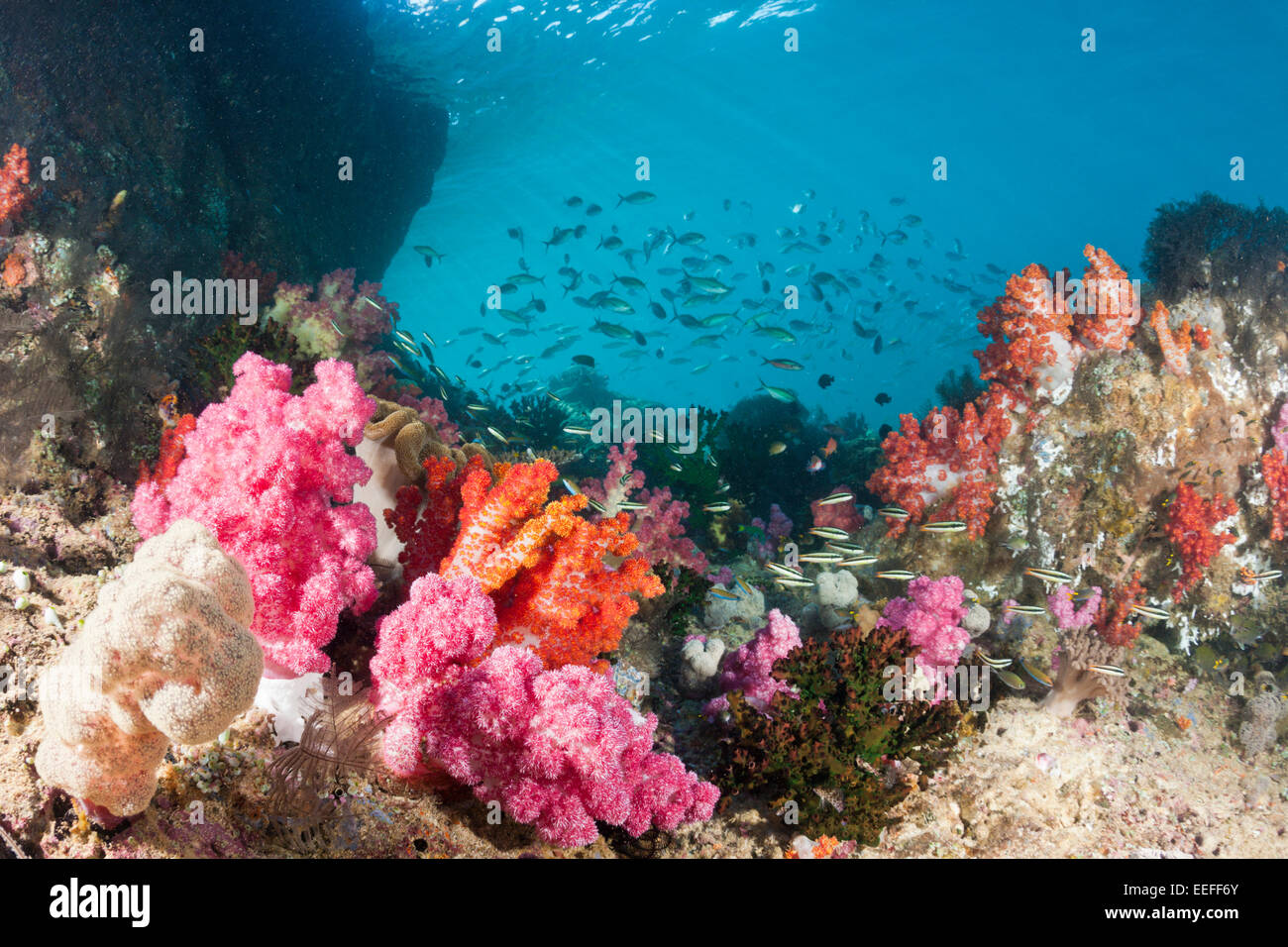 Colored Coral Reef, Triton Bay, West Papua, Indonesia Stock Photo