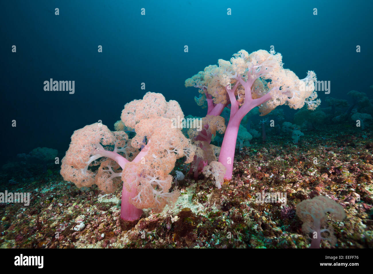Soft Coral, Umbellulifera sp., Triton Bay, West Papua, Indonesia Stock Photo