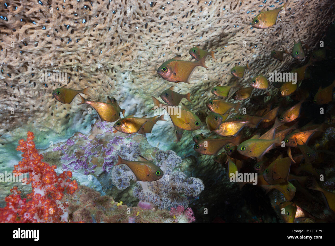 Copper Sweeper, Pempheris oualensis, Triton Bay, West Papua, Indonesia