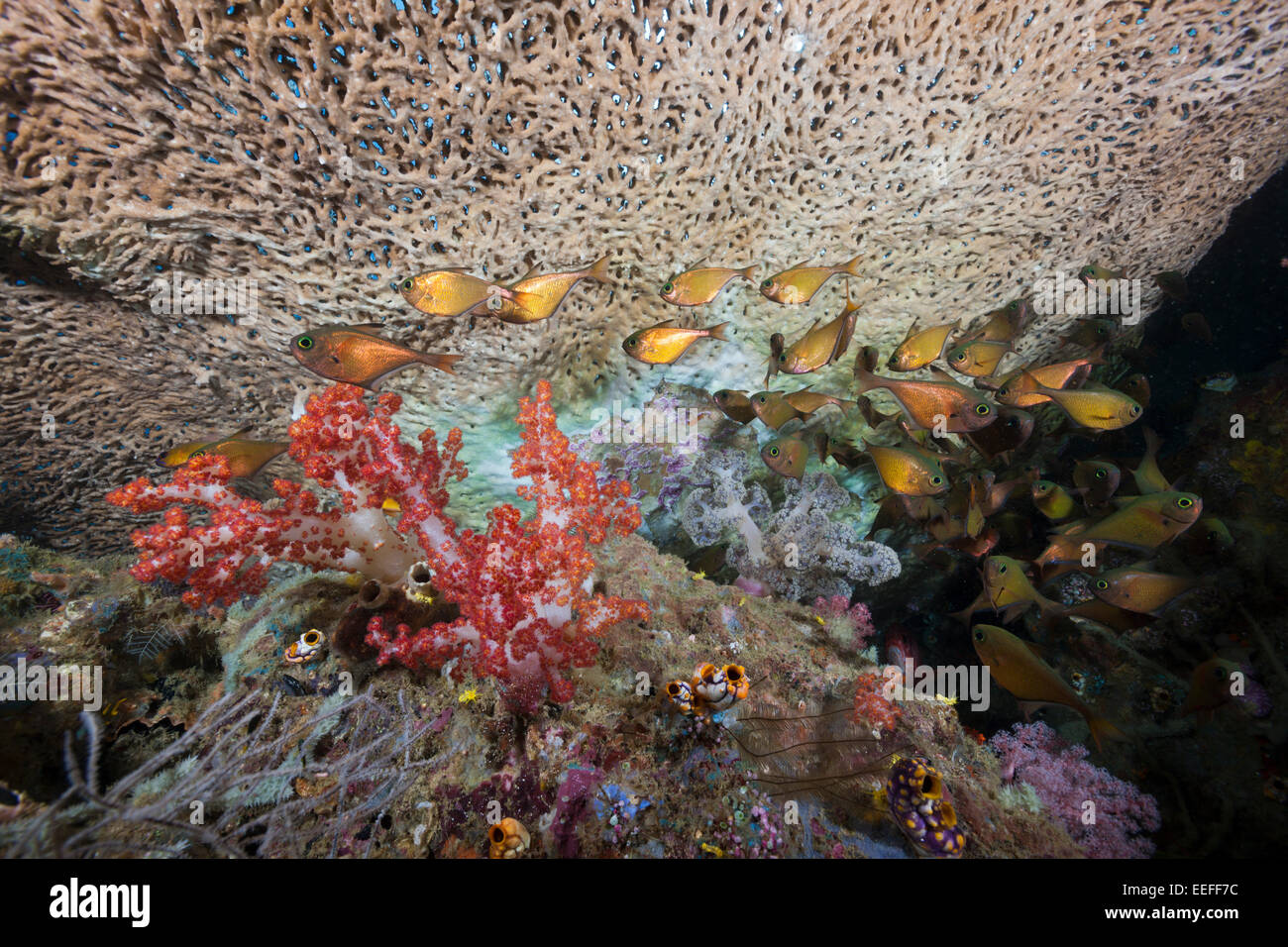 Copper Sweeper, Pempheris oualensis, Triton Bay, West Papua, Indonesia Stock Photo