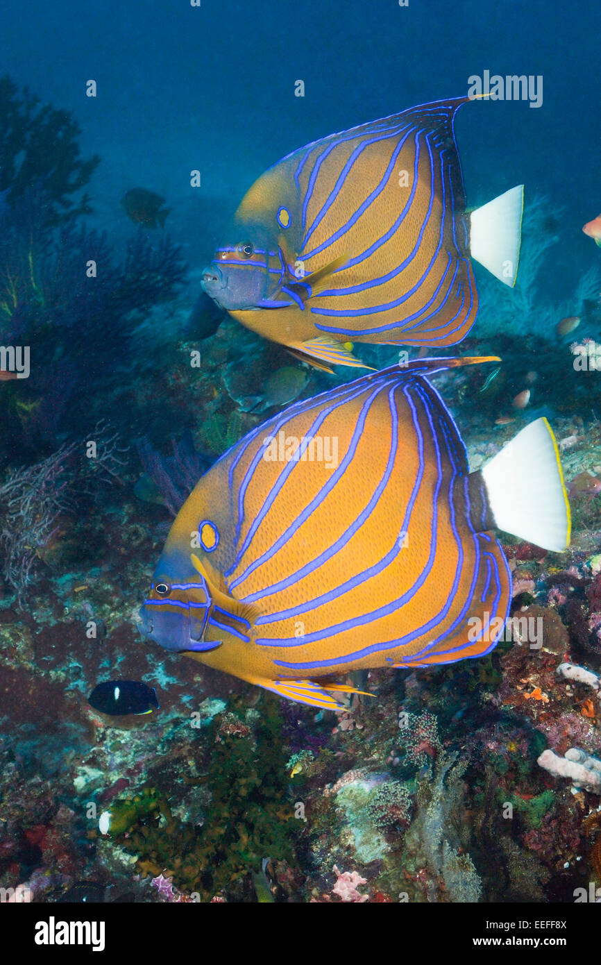 pomacanthus annularis stock photos