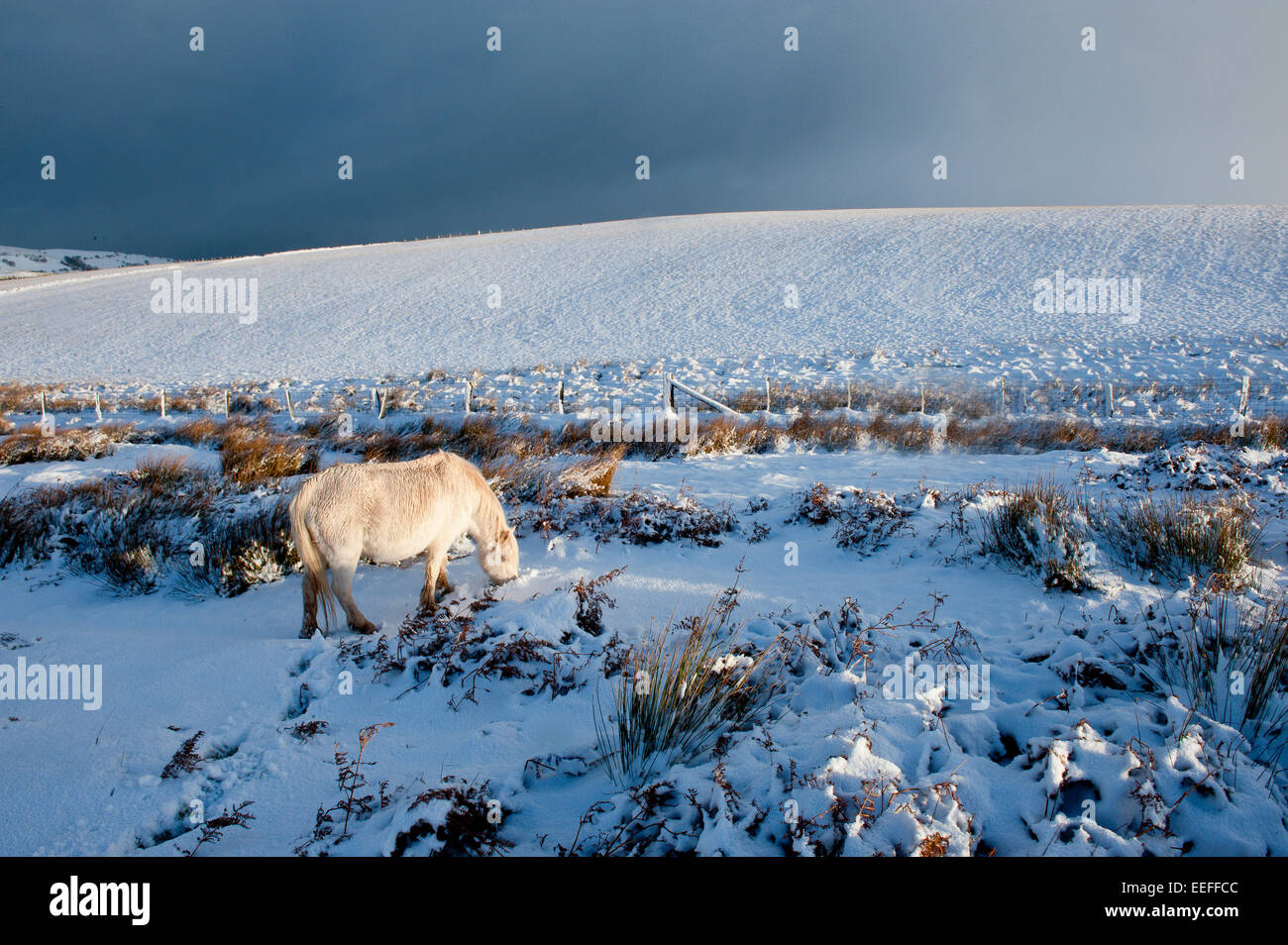 Mynydd Epynt, Powys, UK. 17th January, 2015. A cream coloured Welsh pony forages for grass beneath the snow. There was an overnight snowfall on high land in Mid-Wales. Credit:  Graham M. Lawrence/Alamy Live News. Stock Photo