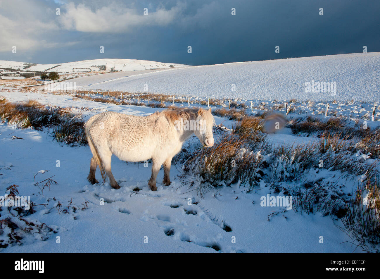 Mynydd Epynt, Powys, UK. 17th January, 2015. A cream coloured Welsh pony forages for grass beneath the snow. There was an overnight snowfall on high land in Mid-Wales. Credit:  Graham M. Lawrence/Alamy Live News. Stock Photo