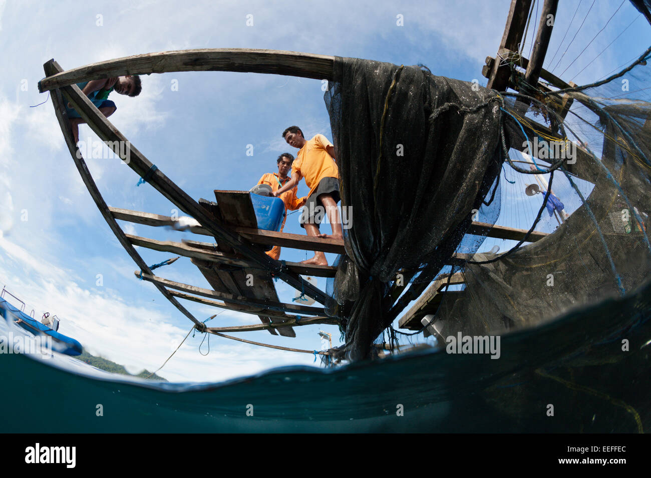 Fisherman feeds Whale Shark, Rhincodon typus, Triton Bay, West Papua, Indonesia Stock Photo