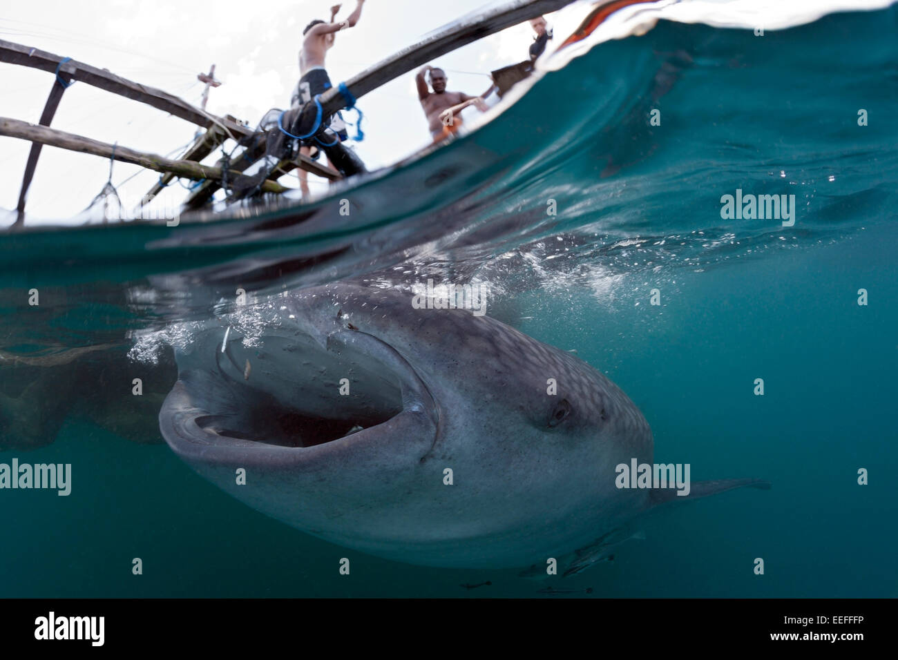 Fisherman feeds Whale Shark, Rhincodon typus, Triton Bay, West Papua, Indonesia Stock Photo