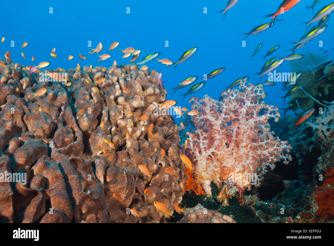 Lyretail Anthias, Pseudanthias squamipinnis, Tanimbar Islands, Moluccas, Indonesia Stock Photo