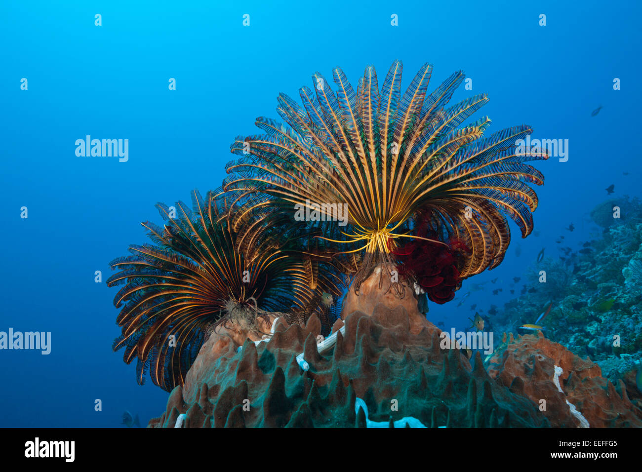 Featherstars in Current, Comaster schlegeli, Tanimbar Islands, Moluccas, Indonesia Stock Photo