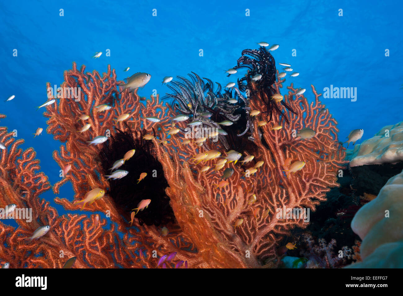 Gorgonian Fan and Coral fishes, Tanimbar Islands, Moluccas, Indonesia Stock Photo