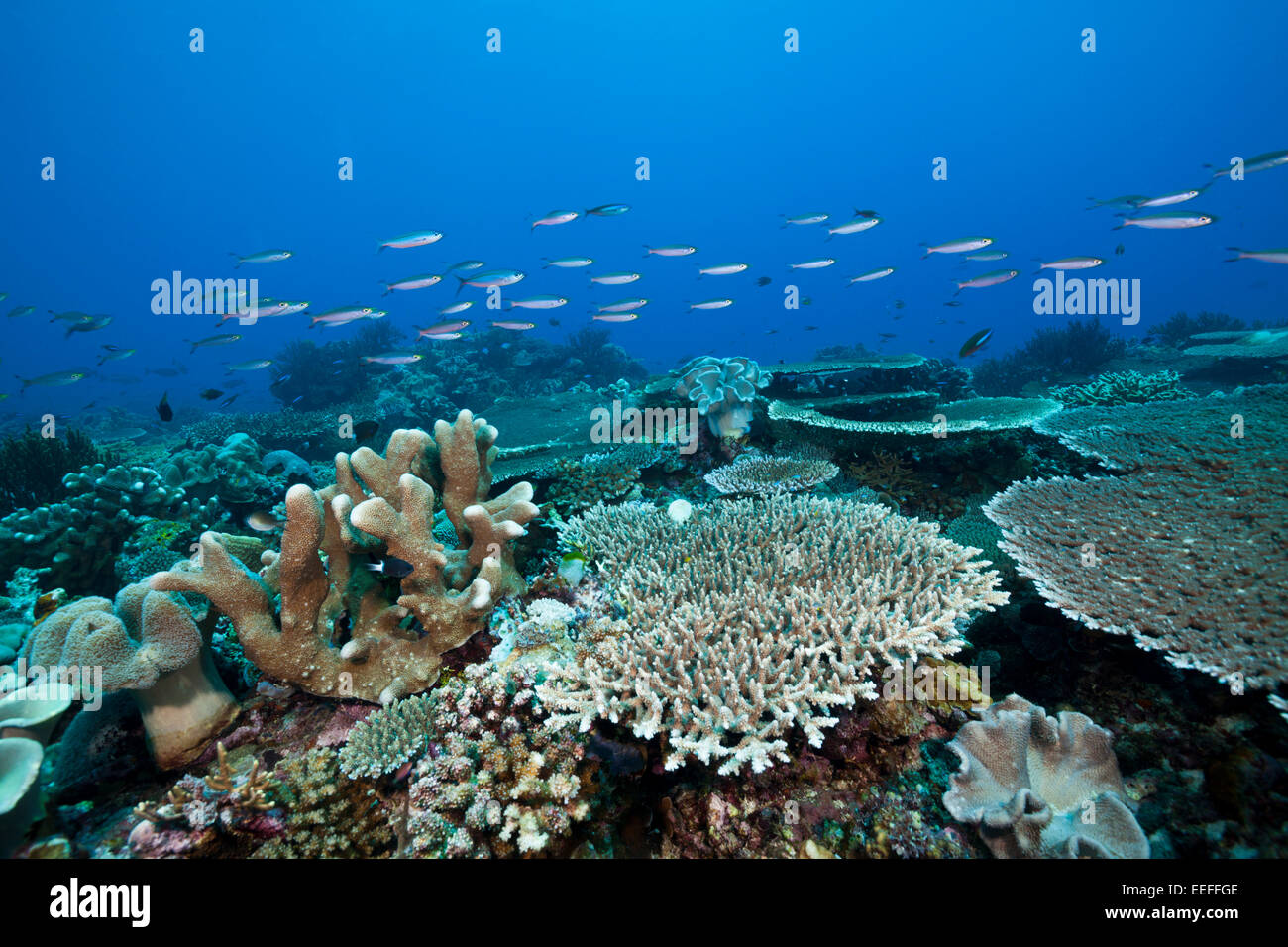 Reef of Hard Corals, Acropora, Tanimbar Islands, Moluccas, Indonesia Stock Photo