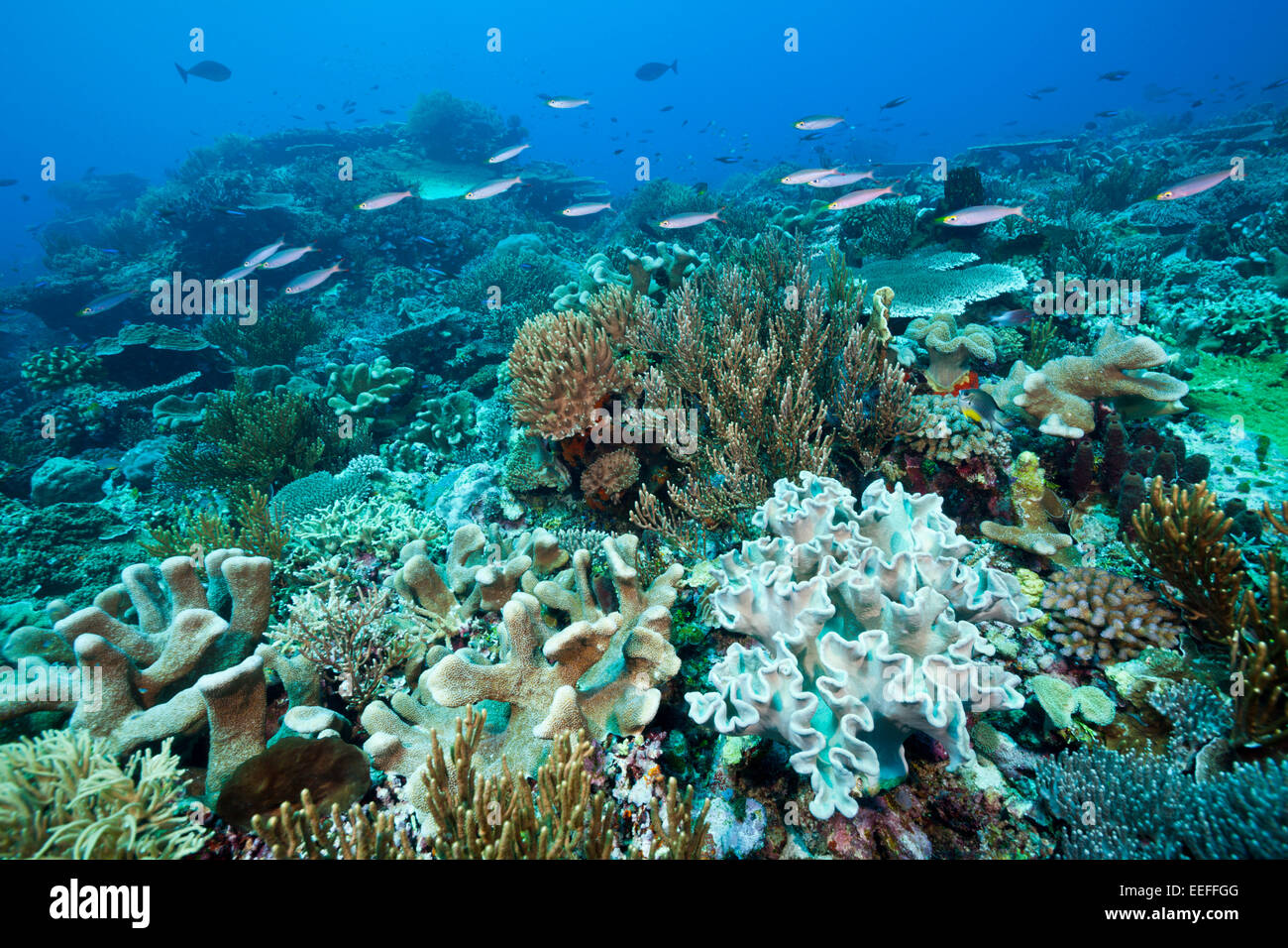 Reef of Hard Corals, Acropora, Tanimbar Islands, Moluccas, Indonesia Stock Photo