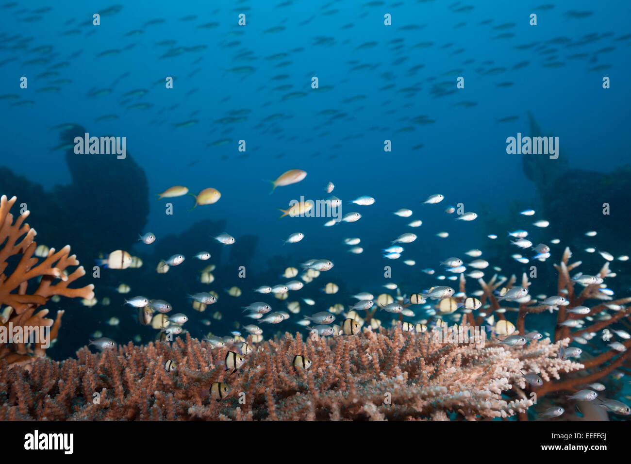 Various Coralfishes over Branching Corals, Tanimbar Islands, Moluccas, Indonesia Stock Photo