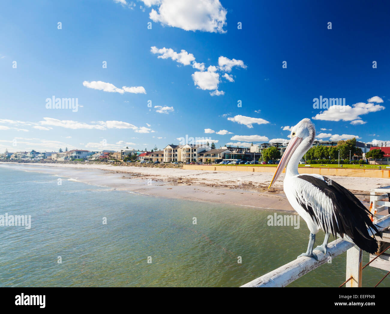 Pelican at a jetty in beachside suburb of Adelaide Stock Photo