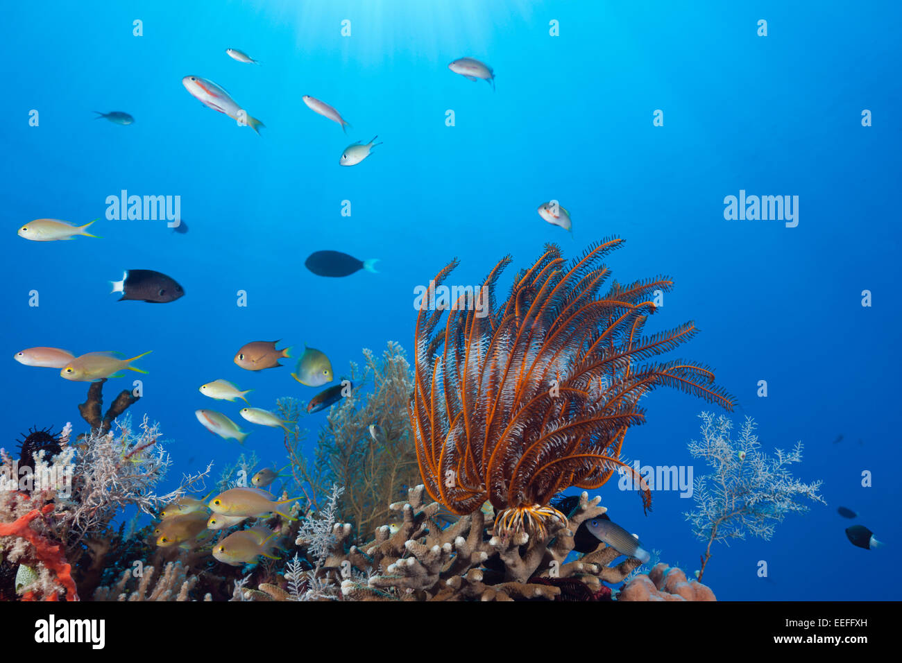 Featherstars in Current, Comaster schlegeli, Kai Islands, Moluccas, Indonesia Stock Photo