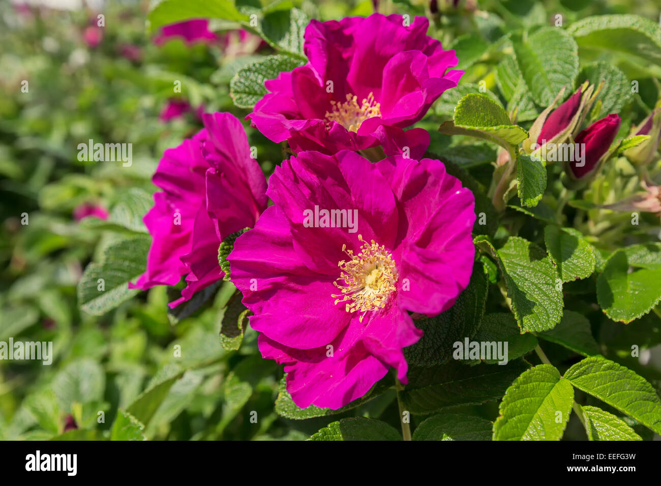A hybrid rugosa shrub rose flowering in the summer garden. Stock Photo